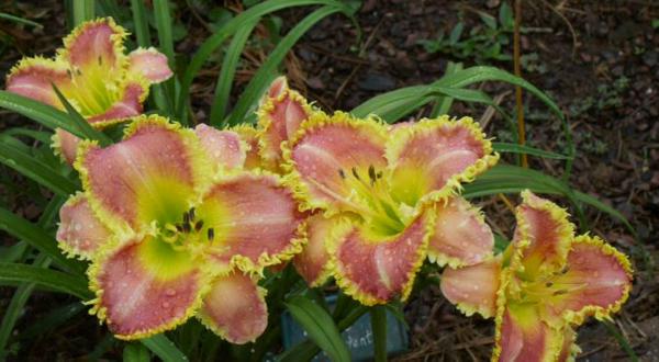 melon fangtastic 5 blooms rs